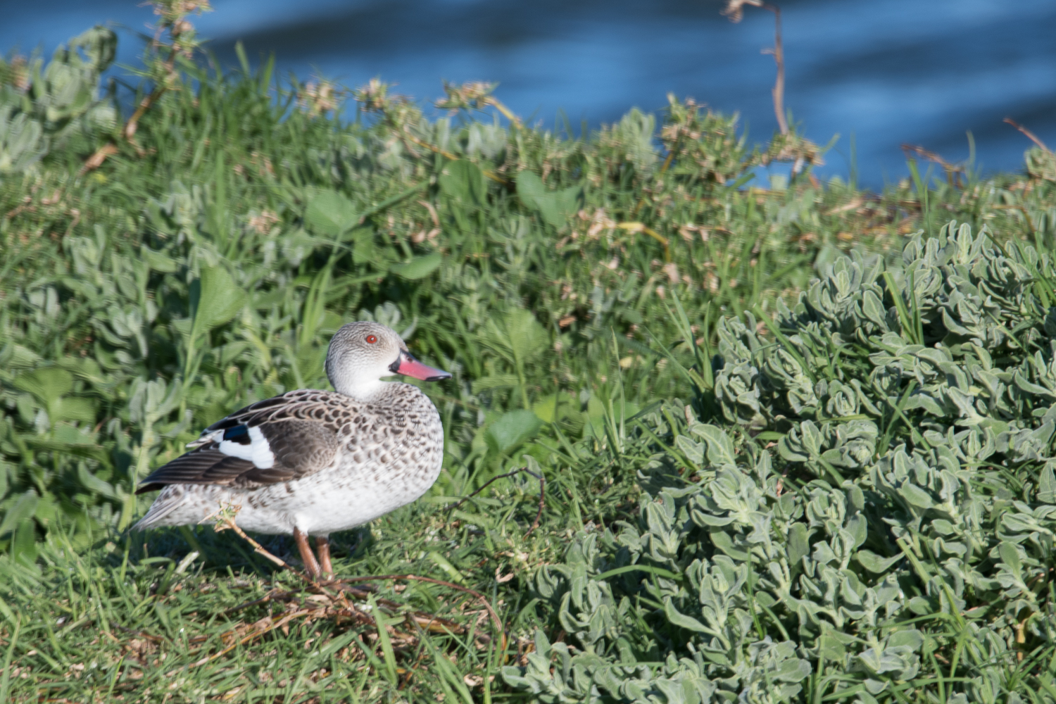 Canard du Cap (Cape teal, Anas capensis), Strandfontein Sewer works, Western cape, Afrique du sud.